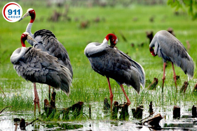 Vườn Quốc Gia Tràm Chim (Đồng Tháp) 911 Taxi