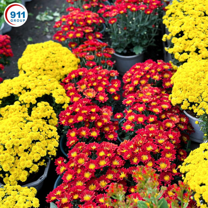 Những địa điểm sắm mai Tết tại Biên Hòa được nhiều người lựa chọn