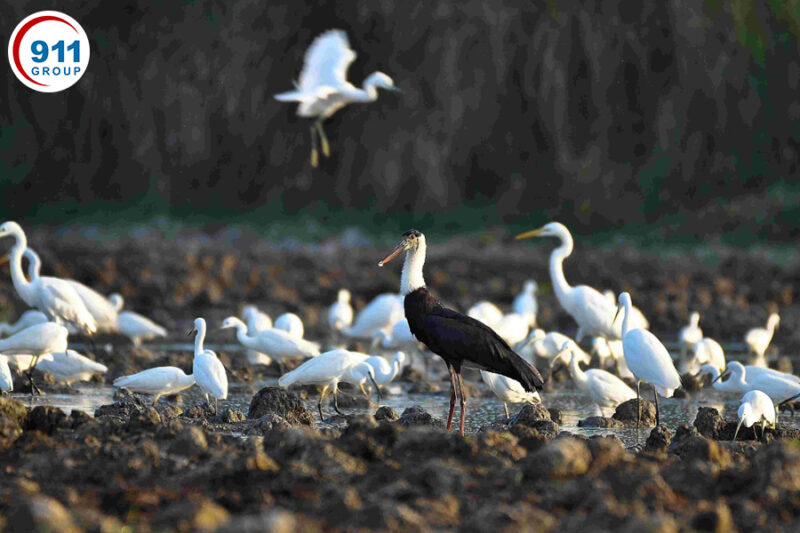 Bàu Sấu tại Vườn quốc gia Cát Tiên